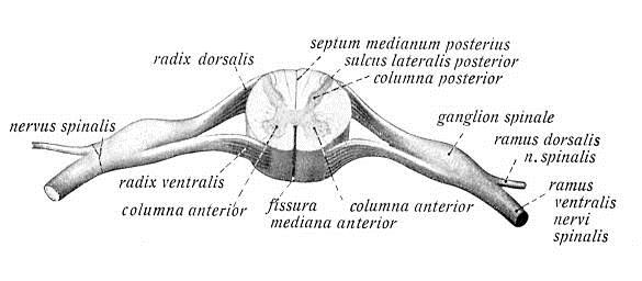 Míšní dílce = Míšní segmenty C8, T12, L5, S5, Co1 kořenová vlákna = fila radicularia