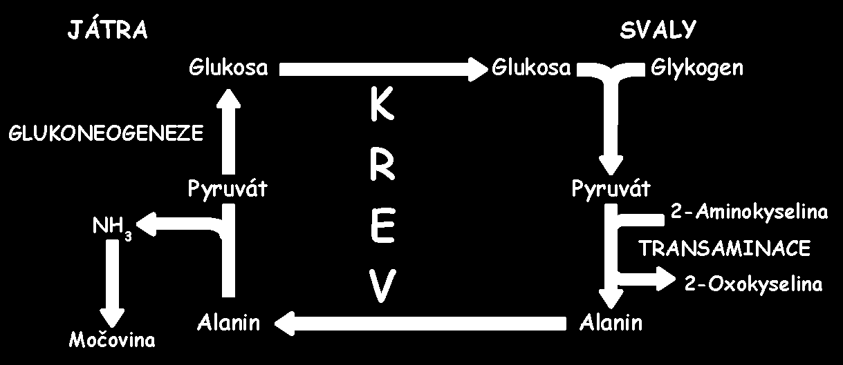 UTB ve Zlíně, Fakulta technologická 29 lu. V tomto cyklu lze alanin povaţovat za transportní formu dusíku uvolňovanou ze svalů do jater.