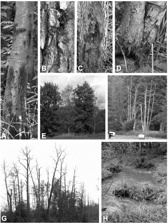 Mapování výskytu vybraných fytopatogenů Introdukce nepůvodních patogenů dřevin zásadní problém lesnictví, ochrany přírody a krajiny a hospodaření v krajině vůbec významné