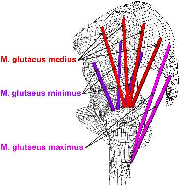 Prezentace a analýza výsledků Model fyziologického kyčelního kloubu F1 Kontakt mezi chrupavkou acetabula a chrupavkou hlavice femuru, skupina svalů m.
