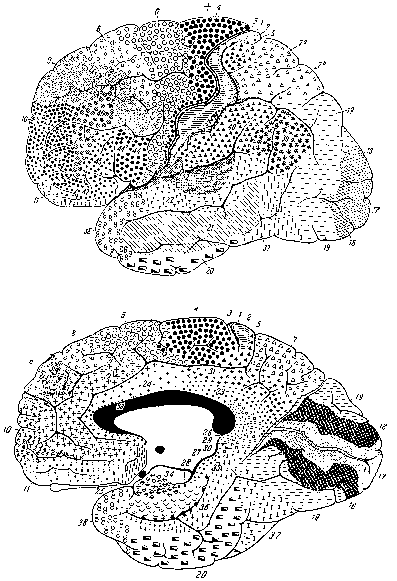 Parvocelulární a magnocelulární systém Základní zapojení sítnice - corpus geniculatum laterale - V1 (Brodmanova area 17, obr. 1) mají makakové homologní s lidmi.