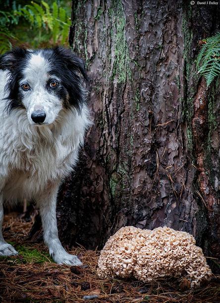 Ř. POLYPORALES (CHOROŠOTVARÉ) Phaeolus schweinitzii (hnědák Schweinitzův) vějířovité plodnice s poroidním hymenoforem silný parazit u pat jehličnanů L.