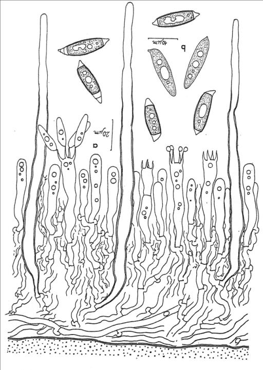 Ř. JAAPIALES (1/2) vývojově izolovaná skupina s jediným rodem nenápadné korticioidní plodnice na tlejícím dřevě na vlhkých místech