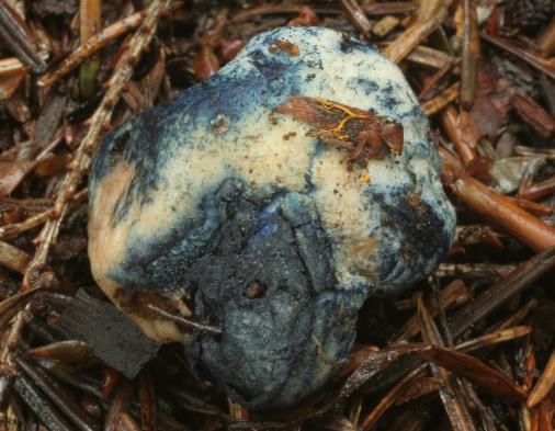 Ř. BOLETALES (HŘIBOTVARÉ) Pseudoboletus parasiticus (hřib