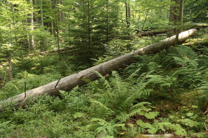 Ř. POLYPORALES (CHOROŠOTVARÉ) Oligoporus (Postia; bělochoroš) - měkké jednoleté plodnice, obvykle světlých barev O. stipticus (b.