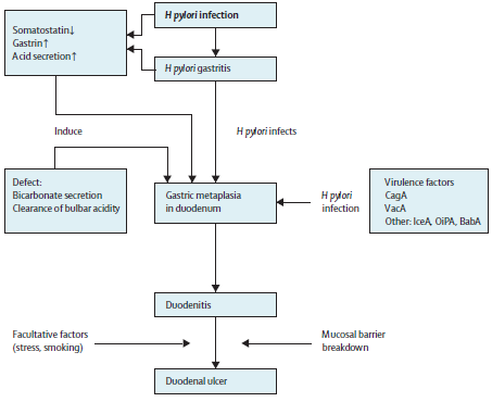 H. pylori pozitivní vřed duodena pacienti s duod. vředem zvýšená sekrece a více parietálních buněk narušena zpětnovazebná regulace sekrece HCl ph somatostatin G b.