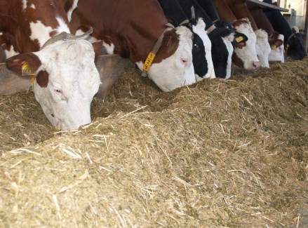 Vzhledem k tomu, že při zkrmování zelené píce dochází v průběhu její vegetace k výrazným změnám v nutriční hodnotě, zejména co do stravitelnosti a obsahu některých živin, je vhodné pro tzv.