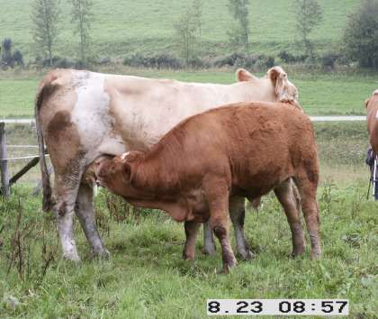 Produkce mladého jatečného skotu pro podniky specializované na chov krav bez TPM hlavně pro značkové programy (Natura-Beef, Styria Beef, Tiroler Jahrling aj.) a přímý prodej mladý skot se poráží max.