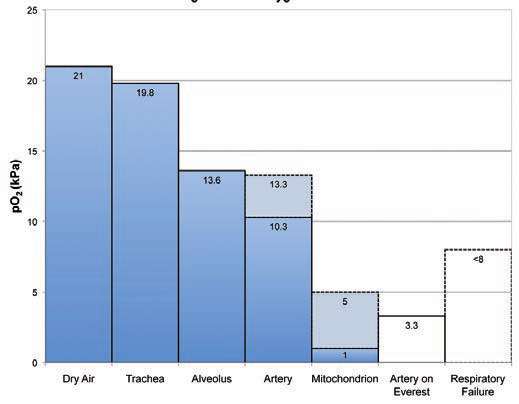 Kyslíková kaskáda PO 2 < 8 kpa (= 60 mmhg) práh pro respirační selhání.