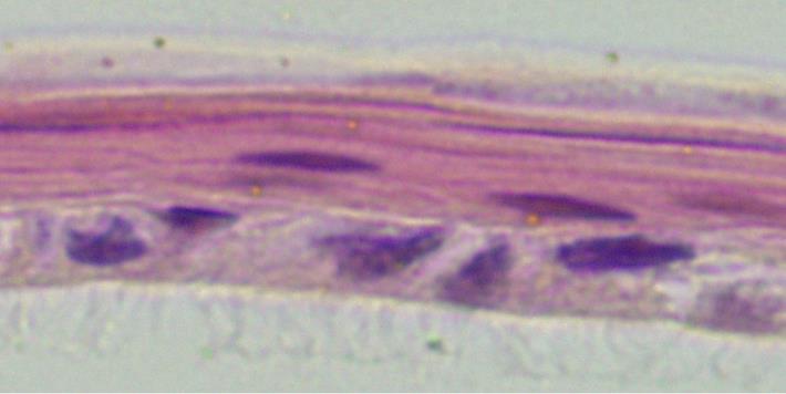 EPI+, 1,5mM CaCl 2, 50 μg/ml vit.