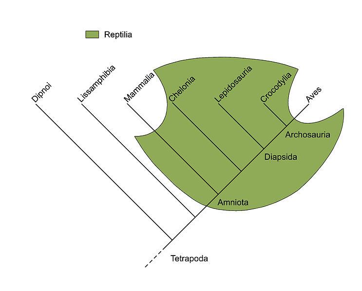 Plzi (Reptili) Pohled n systém plzů prohází výrznými změnmi. V trdiční podoě zhrnuje 4 řády (krokodýli, hterie, želvy šupintí).