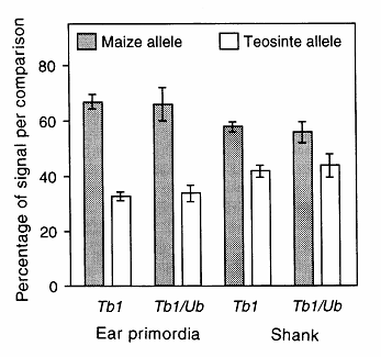 TEOSINTE BRACHED 1