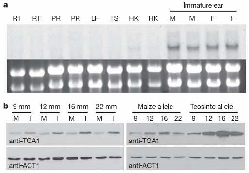 binding protein