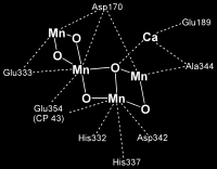 Mangan vyskytuje se: potřebný pro vytváření lamelární struktury thylakoidů součást fotosystému II (štěpení vody) koenzym nebo aktivátor řady enzymů (dehydrogenázy, hydroxylázy, dekarboxylázy aj.