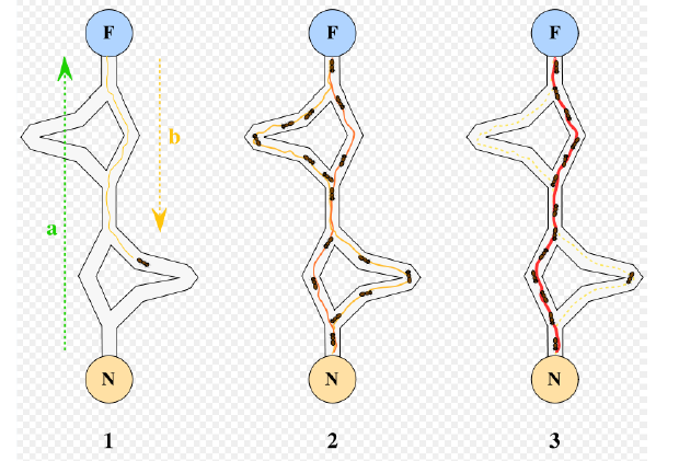 Metaheuristické algoritmy Otázka 19A METODA SIAM (SIMMULATED ANNEALING, SIMULOVANÉ ŽÍHÁNÍ) Tato metoda vznikla jako analogie procesu žíhání oceli.