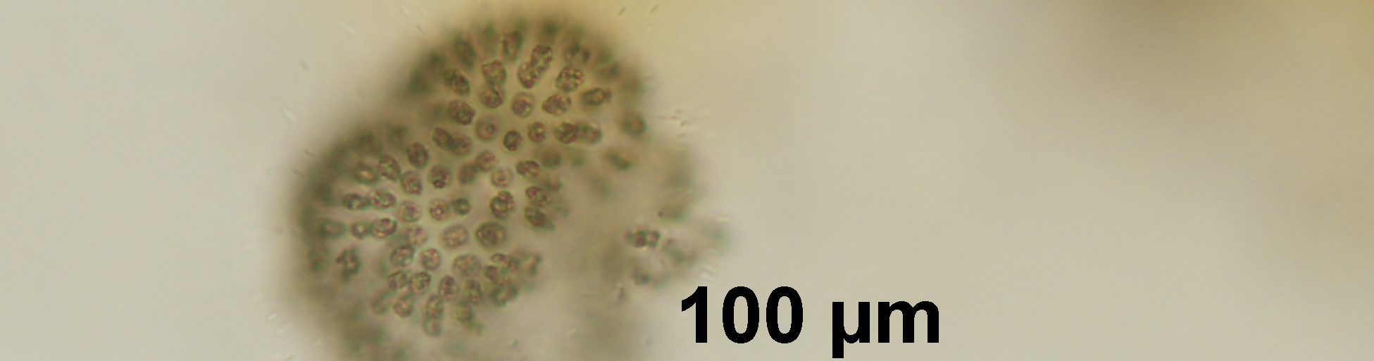 morum 9) Tolypothrix