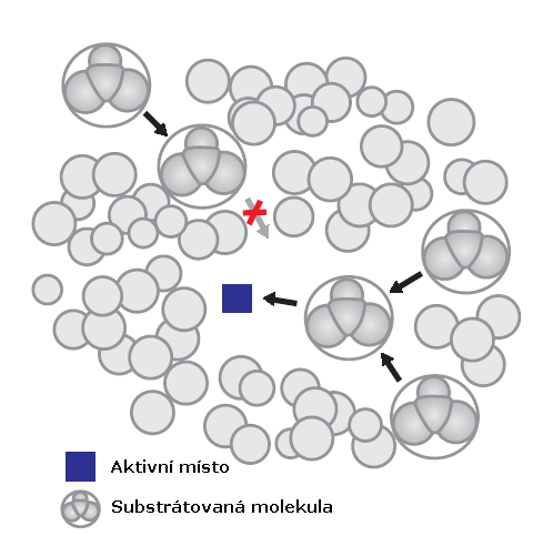 Obrázek 2.1.1 Dva odlišné tunely vedoucí do aktivní zóny. Geometrie molekuly proteinu je velmi složitá, proto je nutno si tuto molekulu zjednodušit.