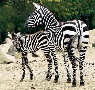 Druhy zeber - Zebra stepní (poddruhy: zebra bezhřívá, Böhmova, Crawshayova,