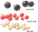 UTB ve Zlíně, Fakulta technologická 36 2.3 Dělení bobulového ovoce Do bobulového ovoce se řadí - rybíz, angrešt, josta, maliník, ostruţiník, jahodník, zimolez, borůvky, brusinky, vinná réva. 2.3.1 Rybíz Důleţitým ukazatelem při výsadbě rybízu jsou průměrné roční teploty.