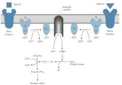 Vegetativní synapse Vegetativní synapse Receptor Lokalizace G protein Děje aktivované stimulací u (postové) M 1 Nervy + IP 3, kaskáda DAG M 2