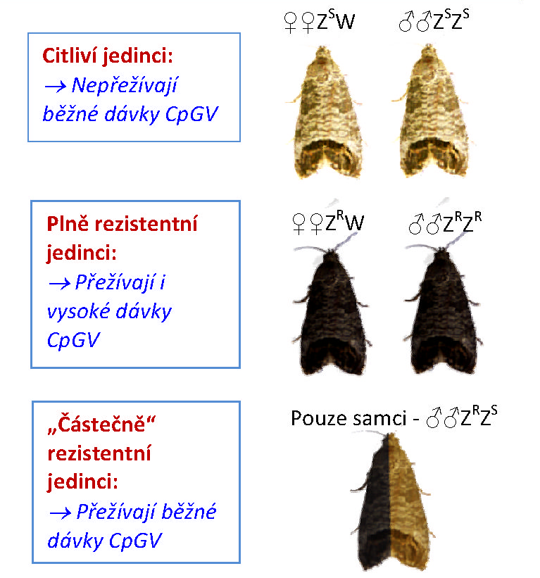 18 CpGV v integrované a organické produkci ÚVOD.