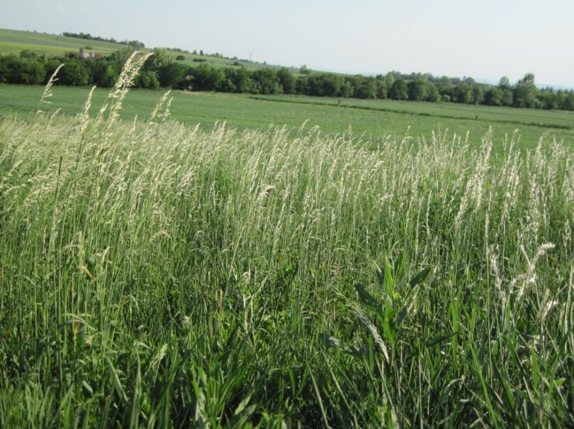 2. ALERGENNÍ ZÓNA: NEUDRŽOVANÉ PLOCHY Obr. 17 Neudrţovaná plocha (P.