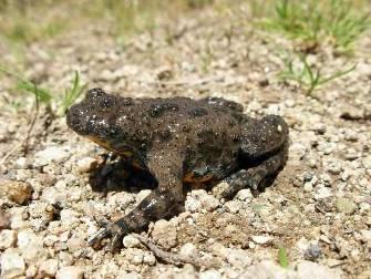 1.7.4 Obecný popis druhu/biotopu tvořící předmět ochrany Název: kuňka žlutobřichá (Bombina variegata) Kategorie zákonné ochrany: silně ohrožený Červený seznam ČR: kriticky ohrožený Ekologie a