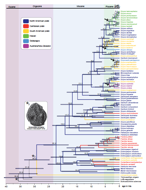 Rod Sycios vznikl v Severní Americe (Mexiku) pravděpodobně během Miocénu (23-15 milionů let) Kolonizace Hawaje před 4-2 mil, poté radiace
