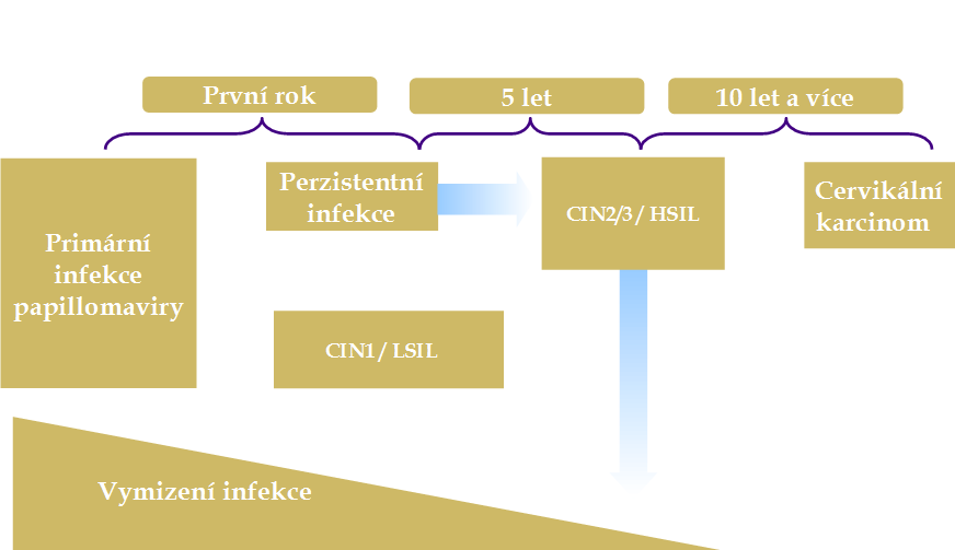 Klinická progrese HPV infekcí lokální