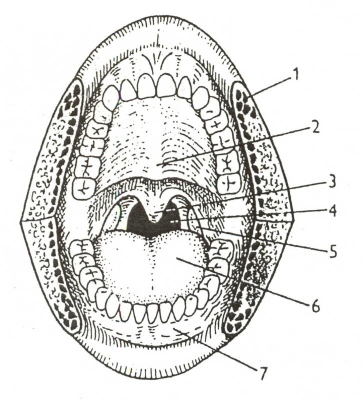 Soustava trávicí - dutina ústní 1-kruhový sval ústní, 2-tvrdé