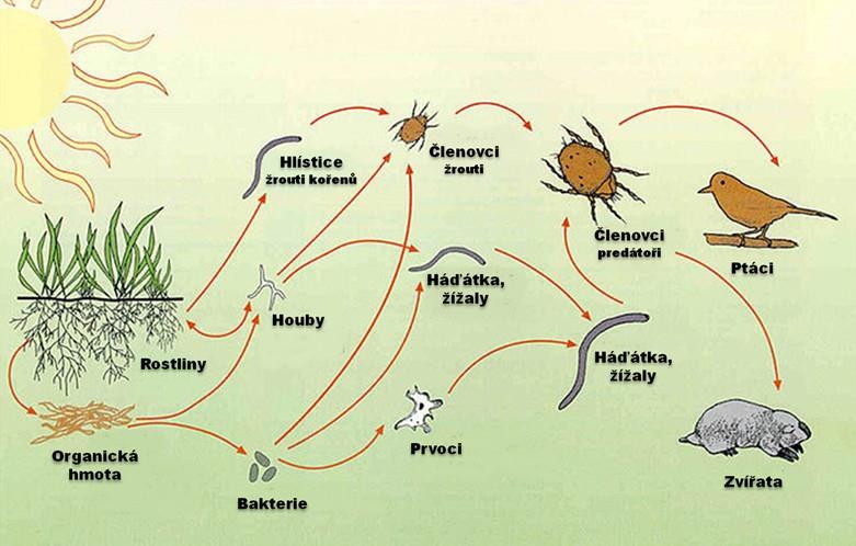 Tvorba humusu rychlý proces, následná mineralizace probíhá pomaleji Jednoduché minerální látky, které se z rozkladného procesu dostanou do půdy, jsou pak znovu přístupné primárním producentům k