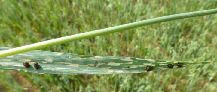 larvae/plant Datum hodnocení: 7.