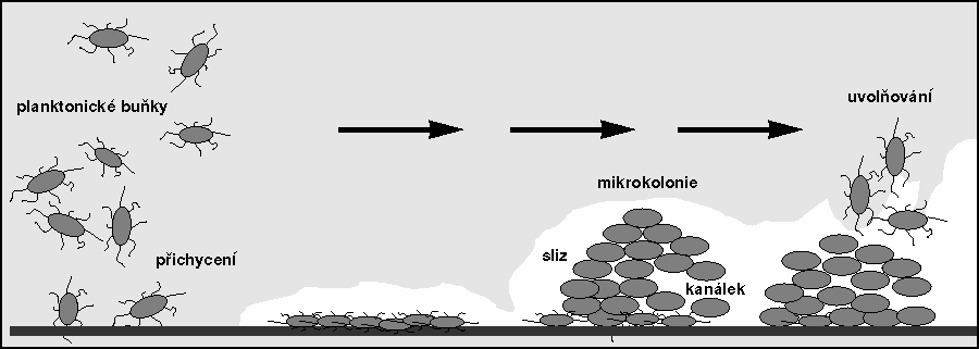 Biofilmy a koroze Mikroorganismy ve vodném prostředí mají snahu připojit se k povrchu pevných látek, konstrukční materiály jsou vhodným podkladem.