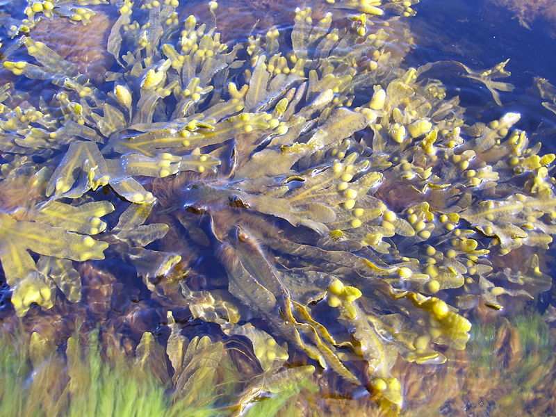 UTB ve Zlíně, Fakulta technologická 39 Fucus vesiculosus - KELP Kelp (Obr.