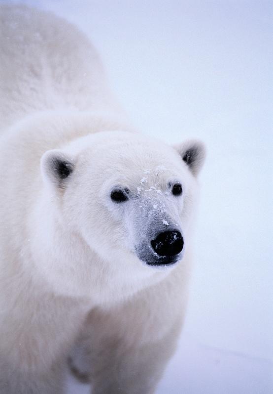 Medvěd lední oblasti kolem severního pólu (Grónsko, Asie, Severní Amerika) musí neustále putovat za potravou pomalá chůze, houpavý krok, hlava se pohybuje ze strany na stranu, při běhu se