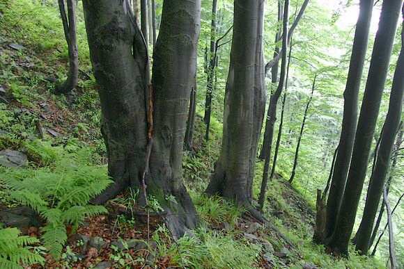 Temperátně-evropská oblast poměrně