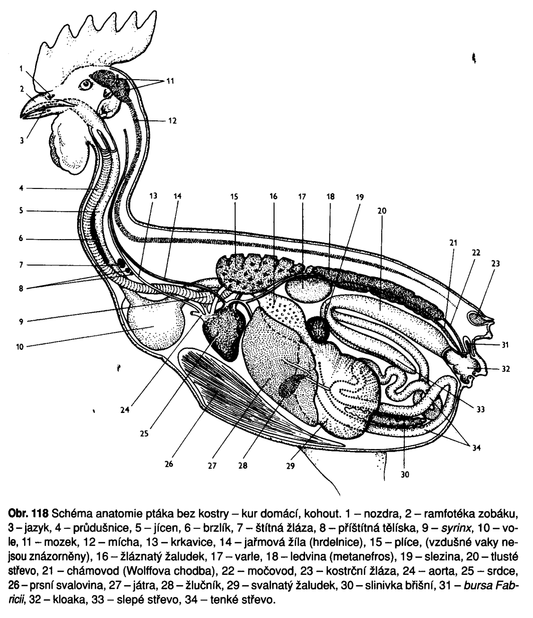 Trávicí soustava má zvláštnosti: a) v ústní dutině (bezzubá) b) v jícnu - někdy vole (ingluvies) c) v ţaludku - ţlaznatý proventriculus (HCl + pepsin) - svalnatý ventriculus s útvary pro drcení