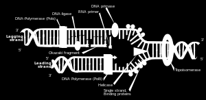 Box III Replikace DNA Proces replikace začíná na specifickém místě chromozomu, označovaném ako origin (u prokaryotů je spravidla jediný, na dlouhých chromozomech eukaryot jsou počátků řádově stovky