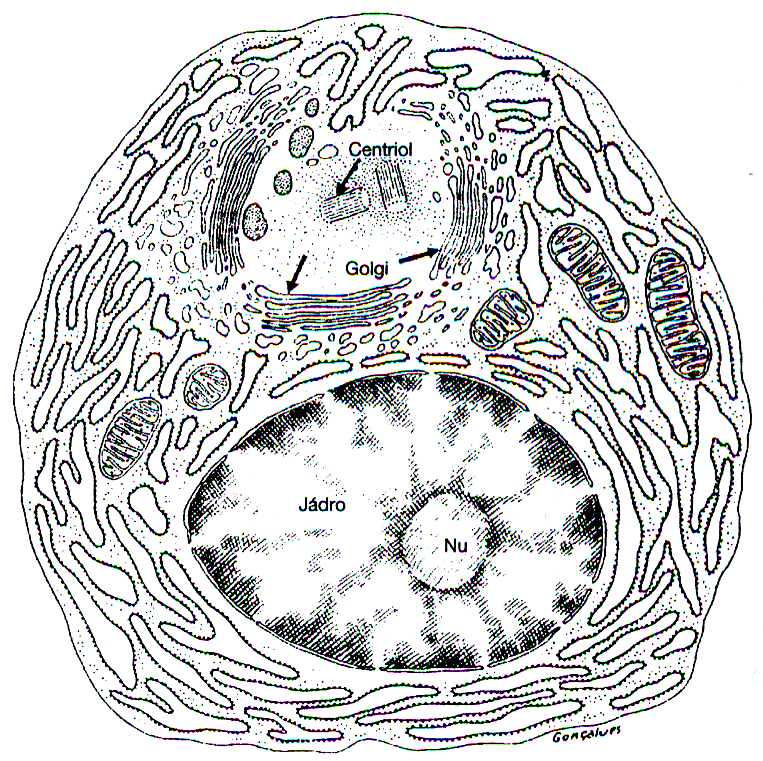 Plazmatické buňky (obr. 6) Velké, ovoidní, s bazofilní cytoplazmou. Jádro uloženo excentricky, má charakteristický vzhled díky loukoťovitému uspořádání hrudek heterochromatinu.