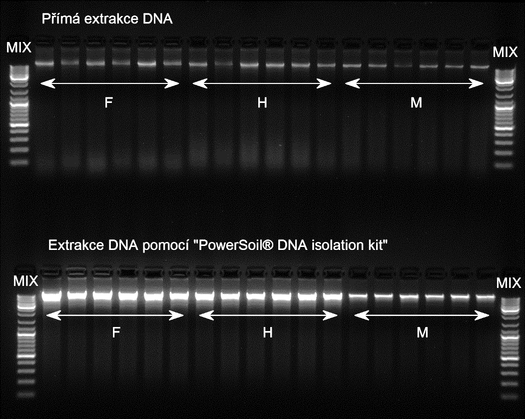 Obr. 2. Fotografie gelu po gelové elektroforéze DNA z půdy odebrané na lokalitě 31901 (smrčina).