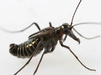 Postavení blech v systému hmyzu součástí skupiny Antliophora podobnosti ve stavbě ústního ústrojí nejasná monofylie Mecoptera: řada podobností mezi Boreidae a Siphonaptera (zmnožené pohlavní