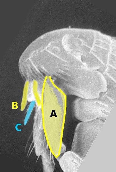 látkami krev sají samice i samci maxilární palpus epipharynx galea