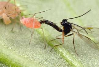 Anaerobní prostředí dvě ekologické skupiny organizmů čelí problému se získáním kyslíku pro potřeby aerobního metabolizmu: 1) endoparaziti 2) vodní hmyz existují dva základní mechanizmy jak problém s