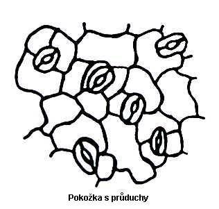 - popište obrázek části průduchu - výskyt-nejvíce na listech na spodní nebo svrchní straně?