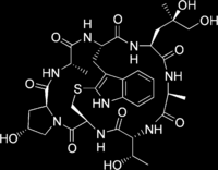 Peptidové fyto- a zootoxiny β-amanitin - jedním z toxinů obsažených v muchomůrce zelené a příbuzné muchomůrce bílé, bicyklický oktapeptid, obsahující několik netypických aminokyselin Falloidin -