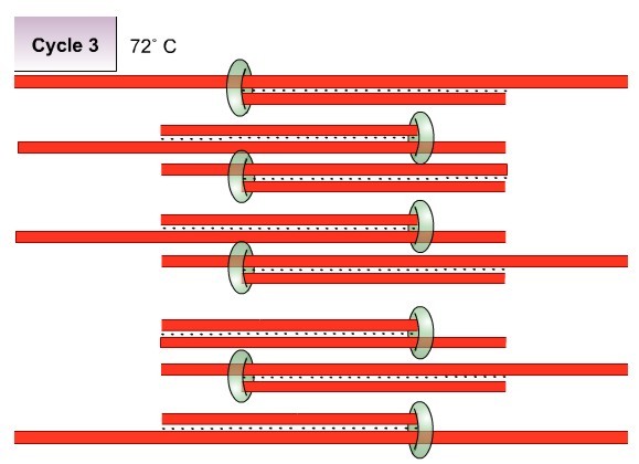 PCR Polymerase