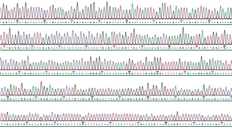 SEKVENOVÁNÍ DNA - zefektivnění Sangerovy metody vývoj