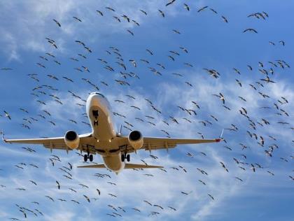 Střety s ptáky V průběhu třetího čtvrtletí 2015 ÚZPLN obdržel celkem 65 oznámení o střetu s ptáky a 3 oznámení o střetu se zvěří (zajíc). Při 4 střetech došlo k poškození letounu.