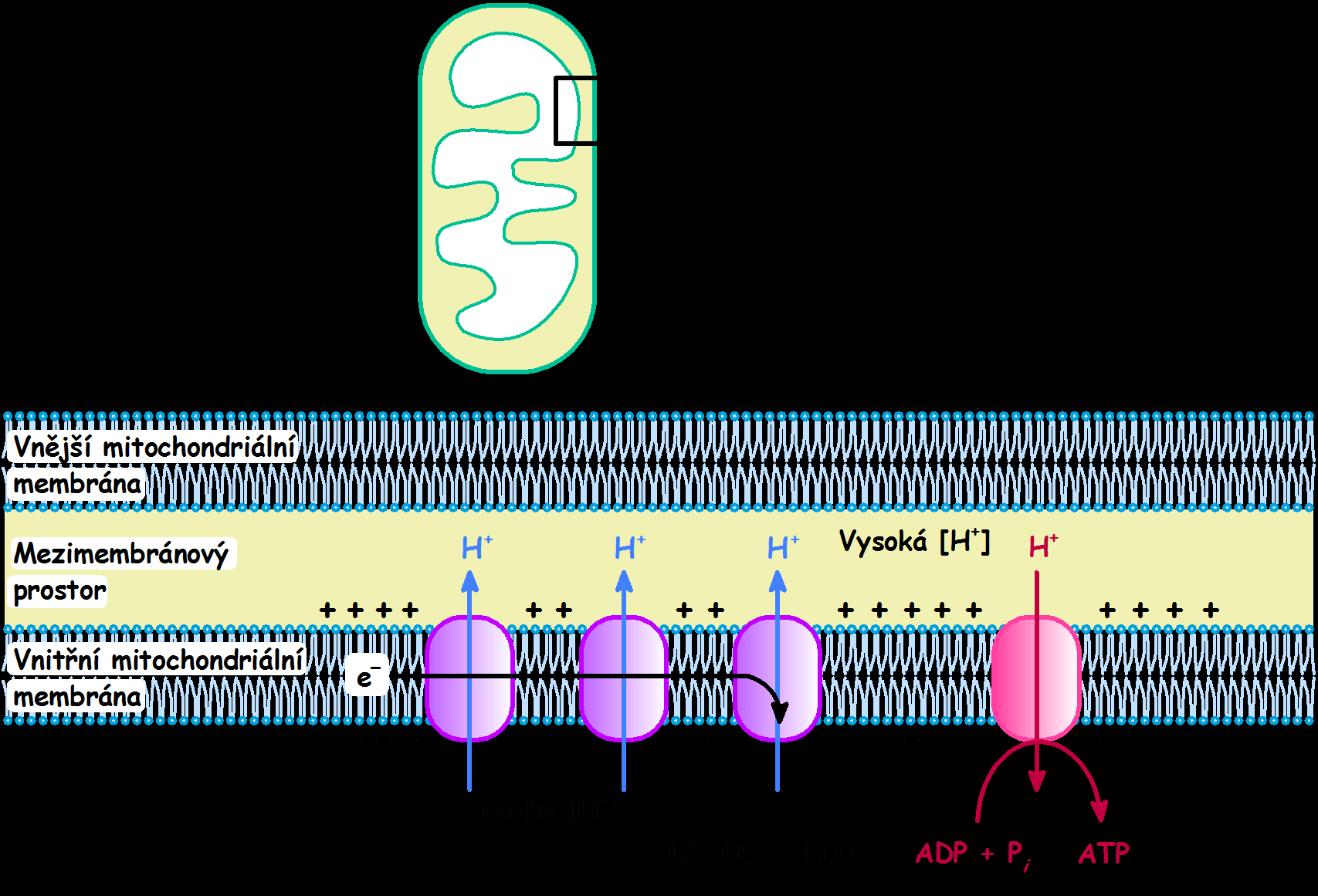 Komplex V: ATP synthasa Oxidativní fosforylace.