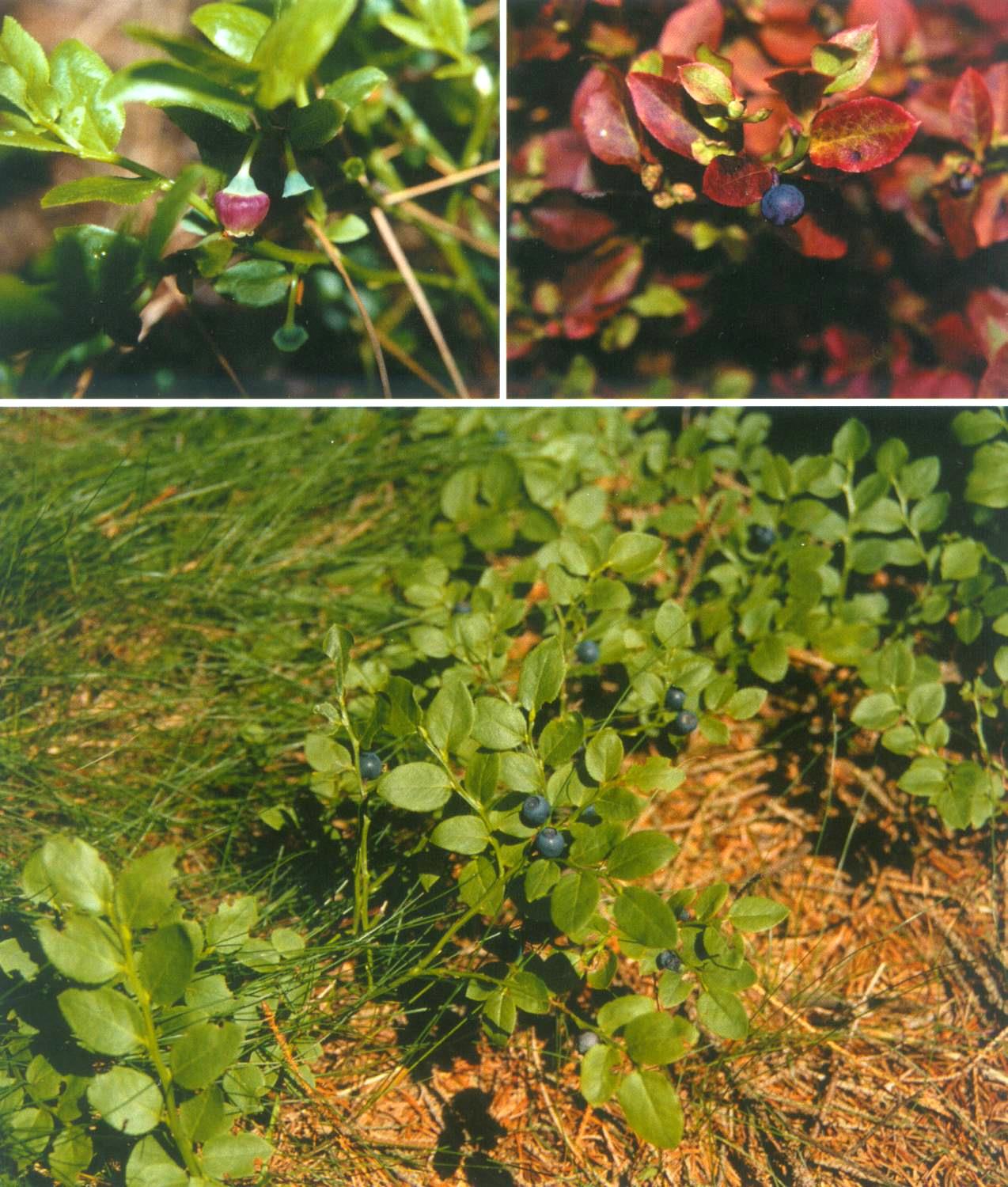 Borůvka černá Vaccinium myrtillus Keříček 0,2-0,6 m vysoký, podzemní výběžky. Listy opadavé, svěže zelené, plod ojíněná modročerná bobule. Vyžaduje kyselé chudé půdy, nesnáší suché půdy a silný vítr.